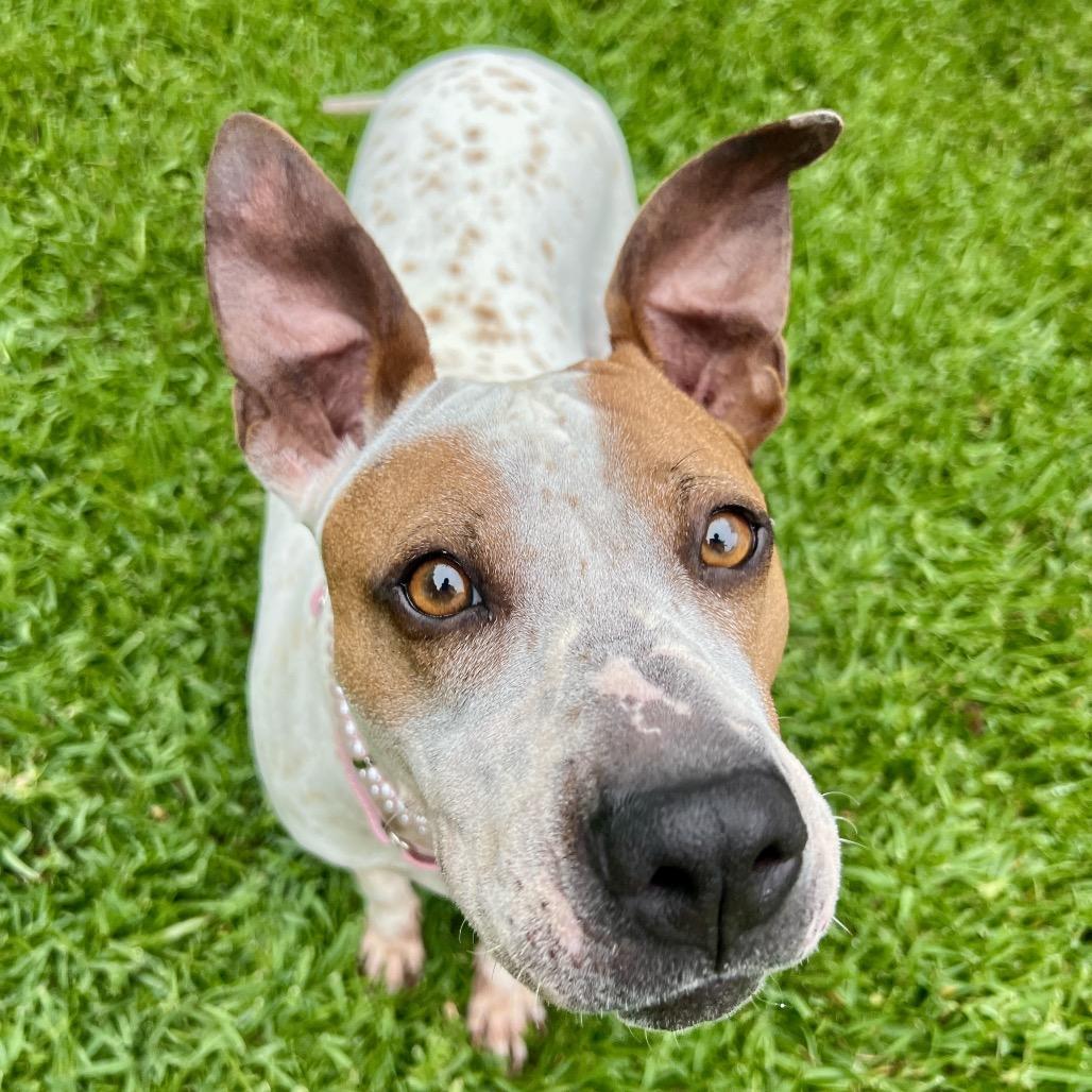 Enlarge Sprinkles, a Adoptable mixed breed in San Diego, CA image 2/6