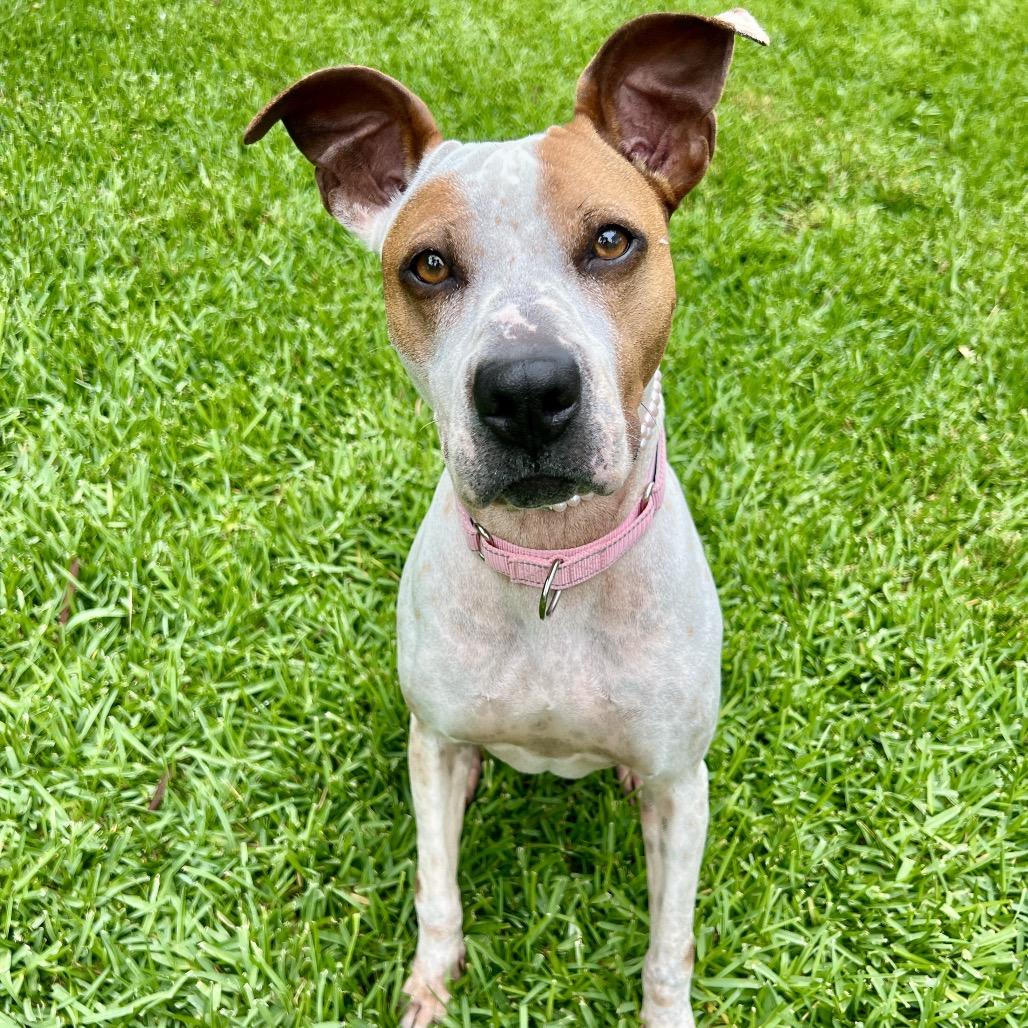 Enlarge Sprinkles, a Adoptable mixed breed in San Diego, CA image 3/6