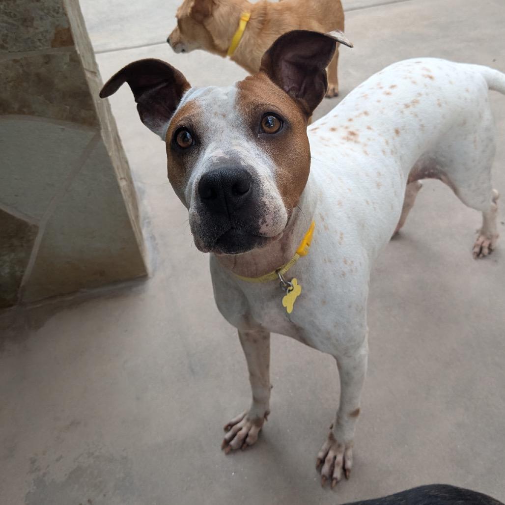 Enlarge Sprinkles, a Adoptable mixed breed in San Diego, CA image 4/6