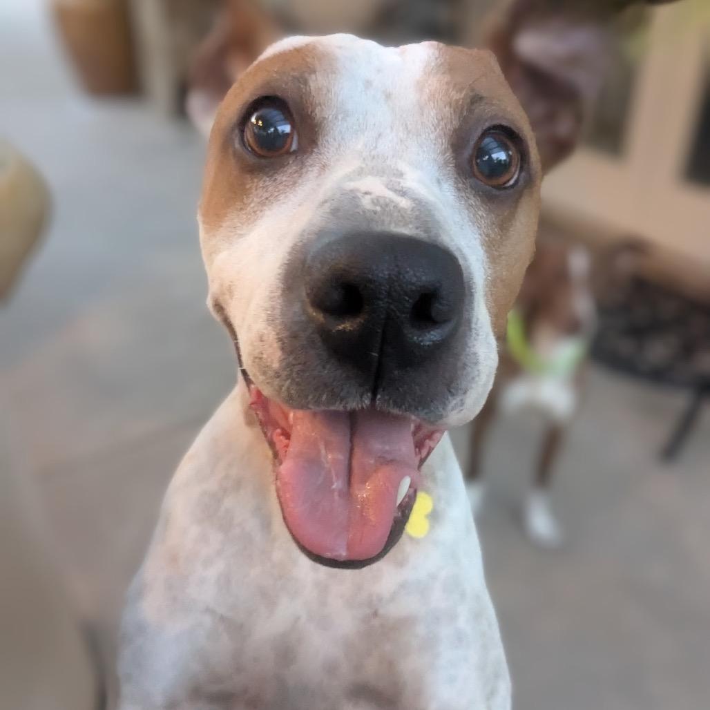 Enlarge Sprinkles, a Adoptable mixed breed in San Diego, CA image 5/6