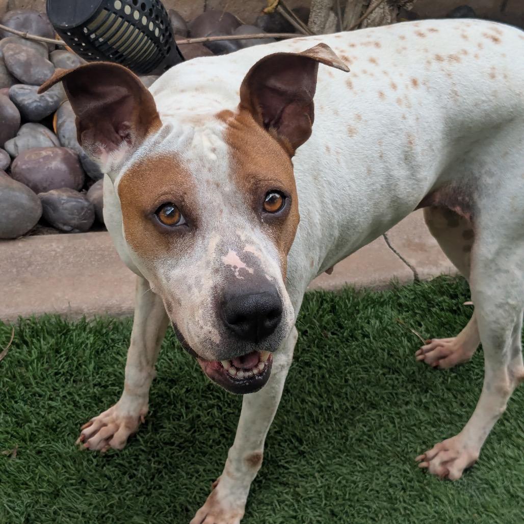 Enlarge Sprinkles, a Adoptable mixed breed in San Diego, CA image 6/6