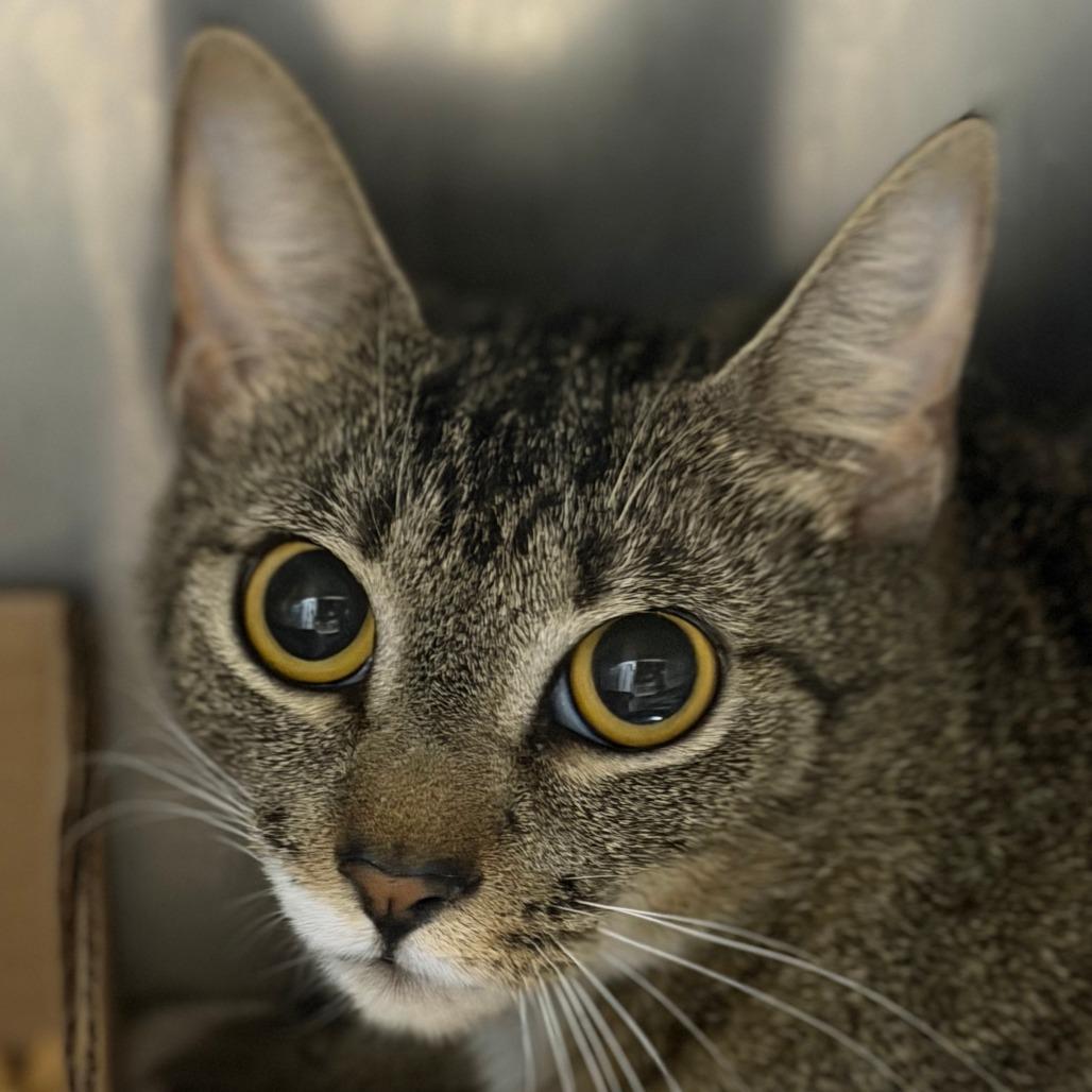 Enlarge Haught 3 - Celeste, a Adoptable Domestic Short Hair in Donalsonville, GA image 1/1