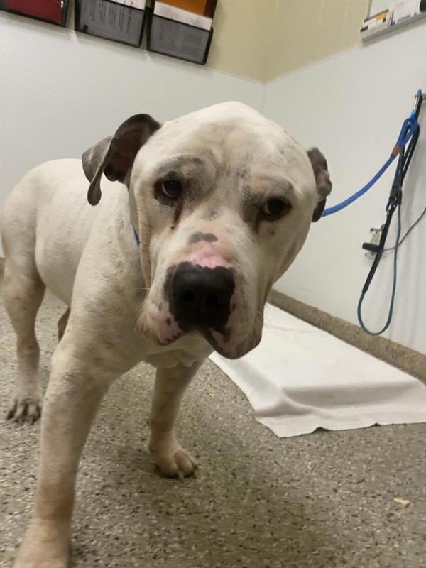 Stash, Adoptable, Adult Male American Staffordshire Terrier.