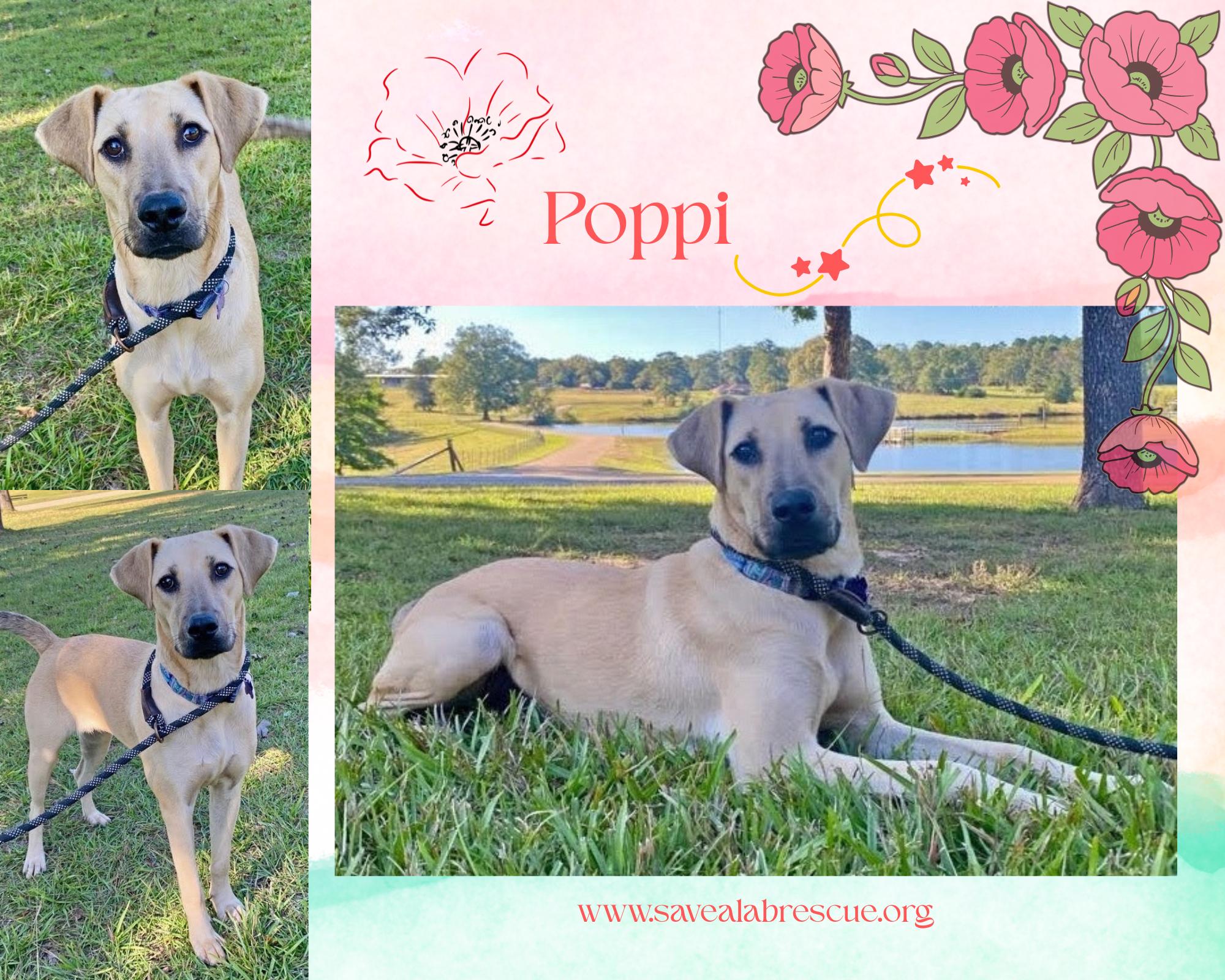 Enlarge Poppi, an adopted mixed breed in Newport, RI image 1/2