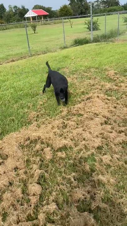 Enlarge Poppi, an adopted mixed breed in Newport, RI video 2/2