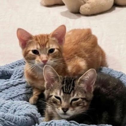 Ginny, Adoptable, Kitten Female Domestic Short Hair.