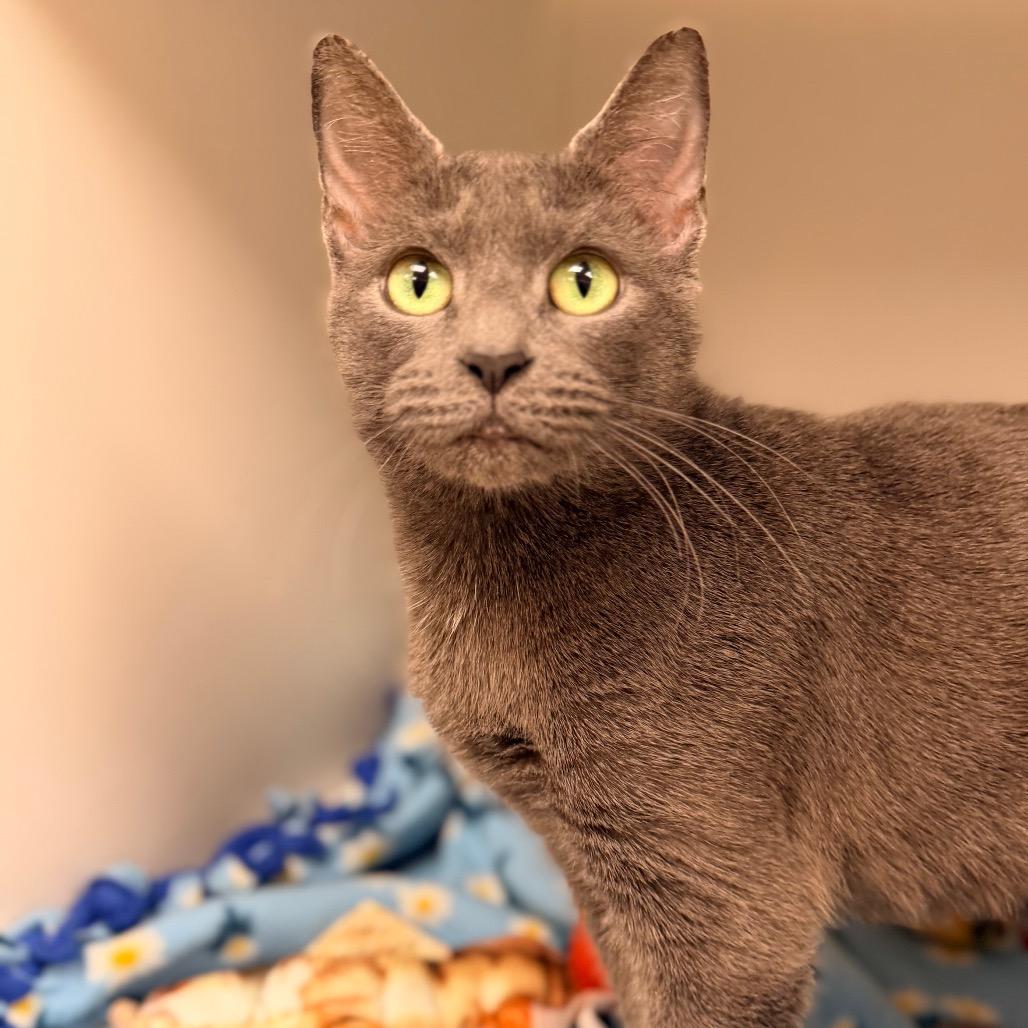 Marci, Adoptable, Adult Female Domestic Short Hair.