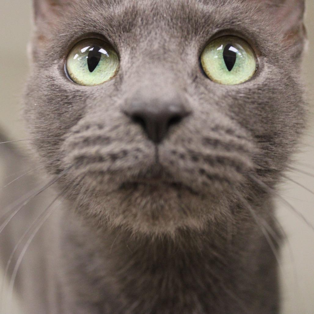 Enlarge Marci, a Adoptable Domestic Short Hair in Champaign, IL image 2/6