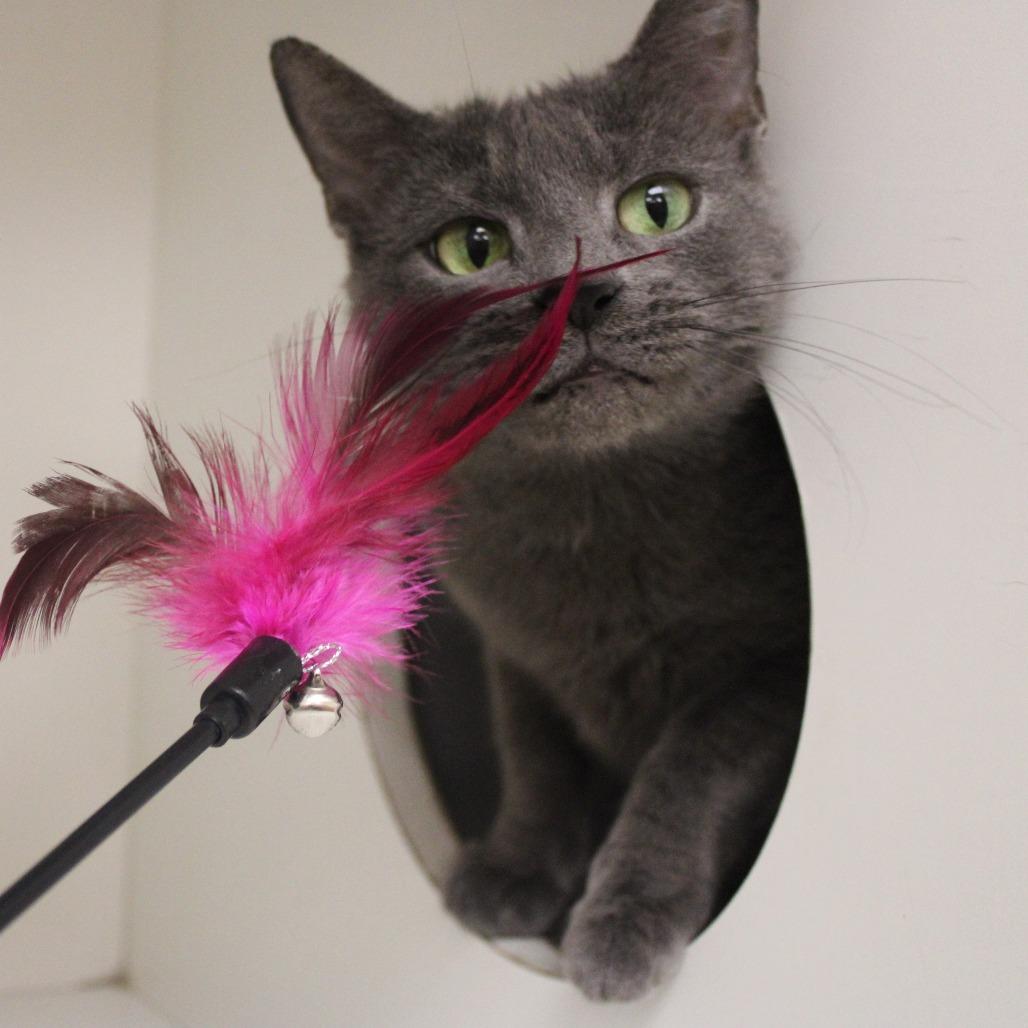 Enlarge Marci, a Adoptable Domestic Short Hair in Champaign, IL image 3/6