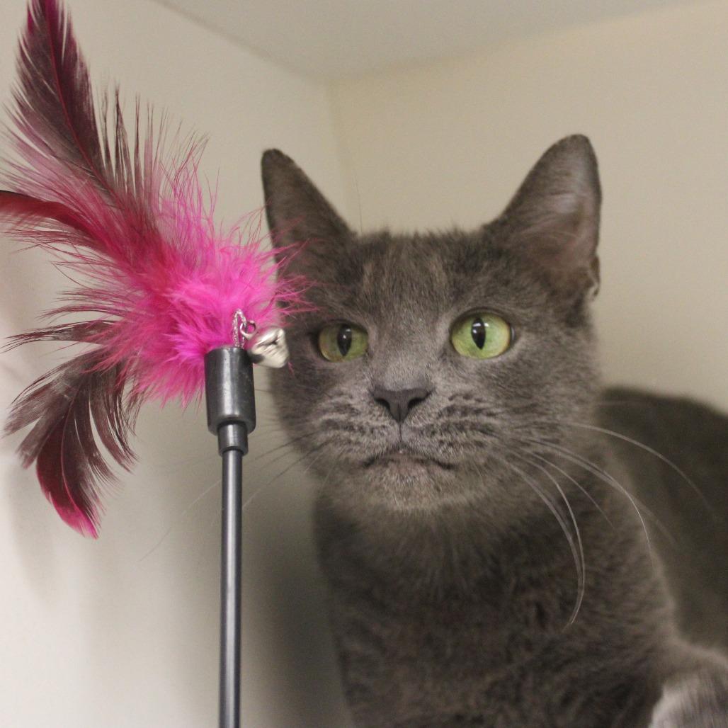 Enlarge Marci, a Adoptable Domestic Short Hair in Champaign, IL image 4/6