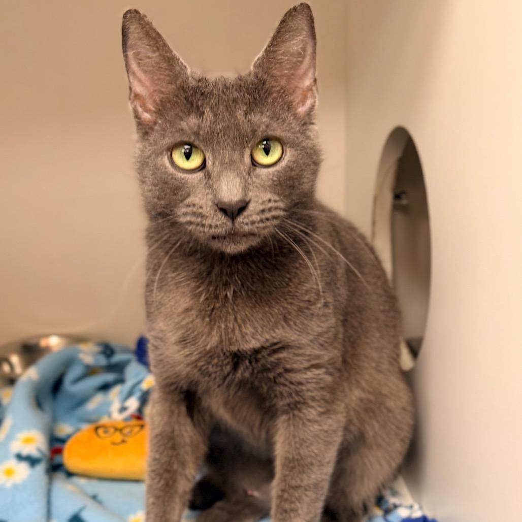Enlarge Marci, a Adoptable Domestic Short Hair in Champaign, IL image 5/6