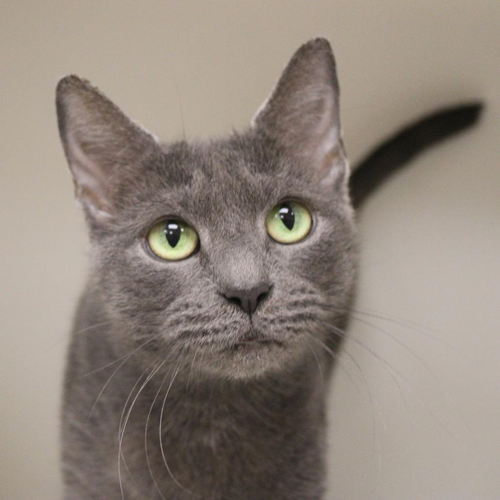 Enlarge Marci, a Adoptable Domestic Short Hair in Champaign, IL image 6/6
