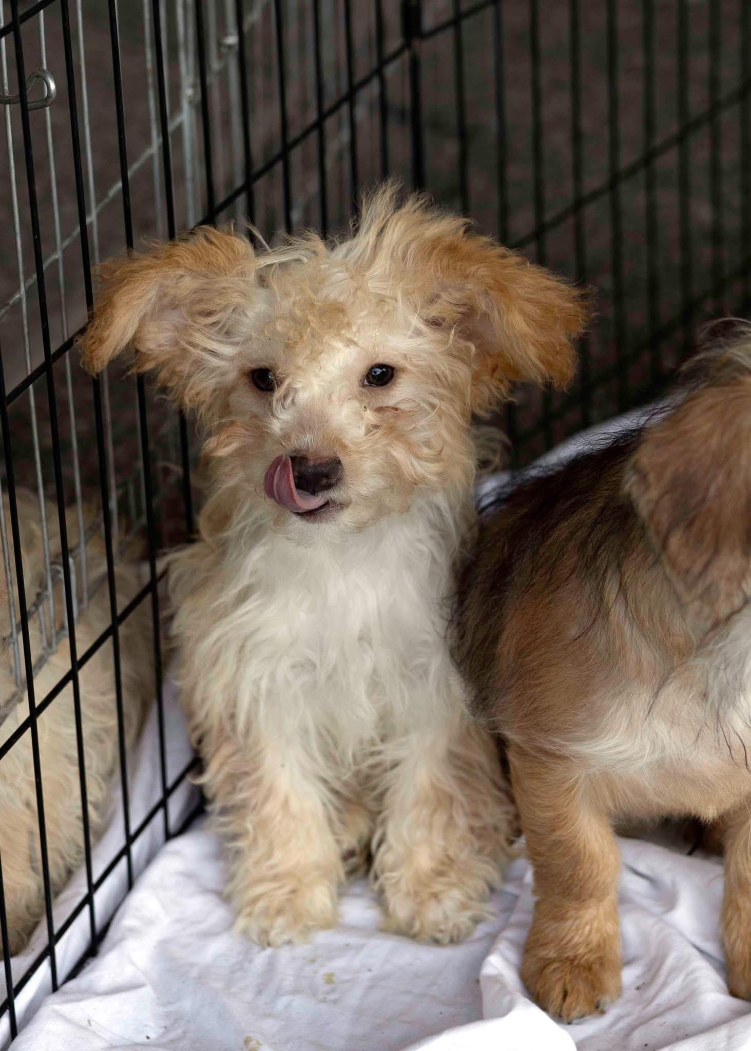 Topaz - Adoptable Pet | Petfinder