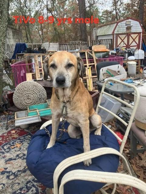 TIVO, Adoptable, Adult Male Labrador Retriever.