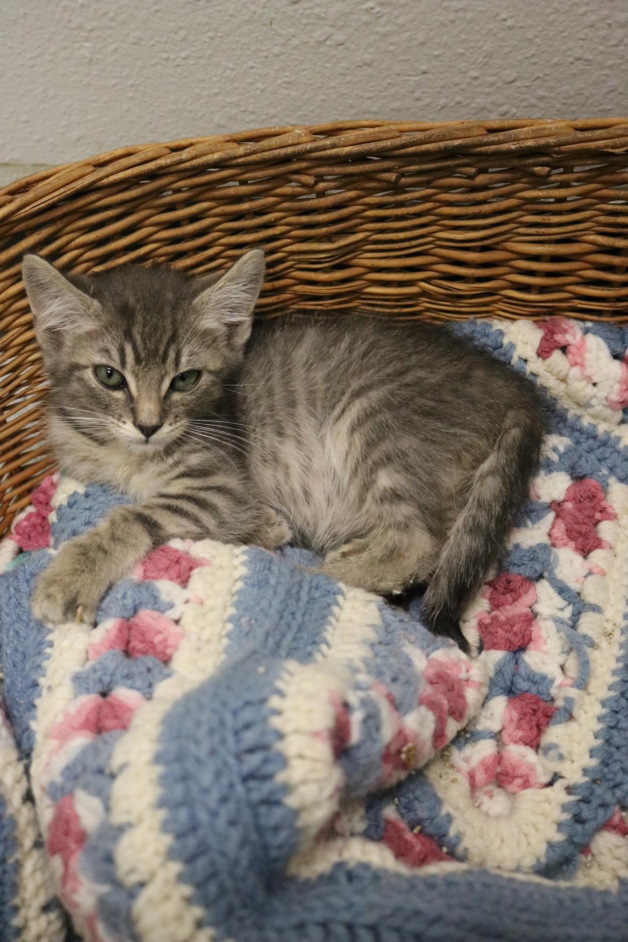 Snickers, an adoptable Domestic Short Hair in La Grande, OR, 97850 | Photo Image 2