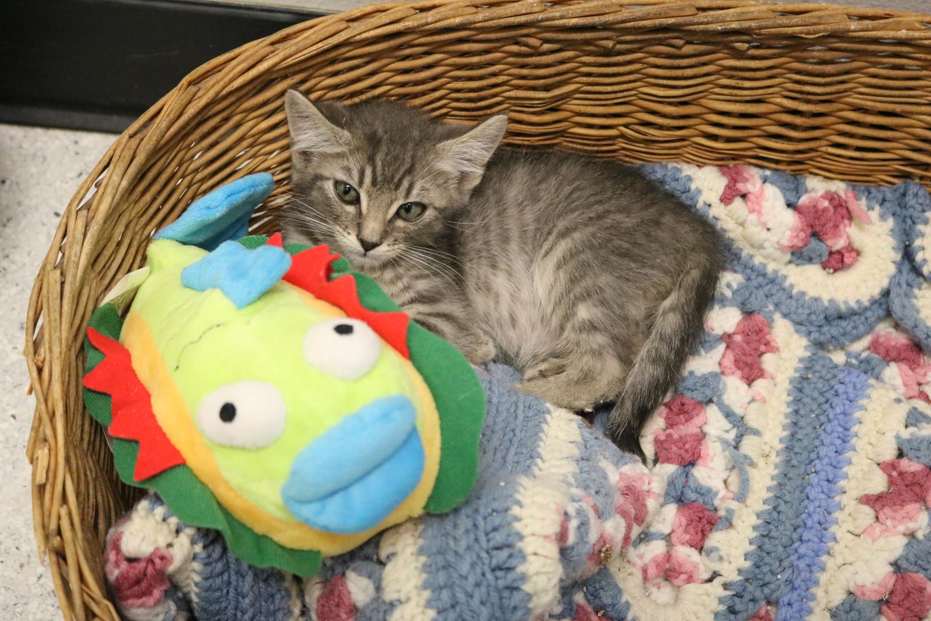 Snickers, an adoptable Domestic Short Hair in La Grande, OR, 97850 | Photo Image 3