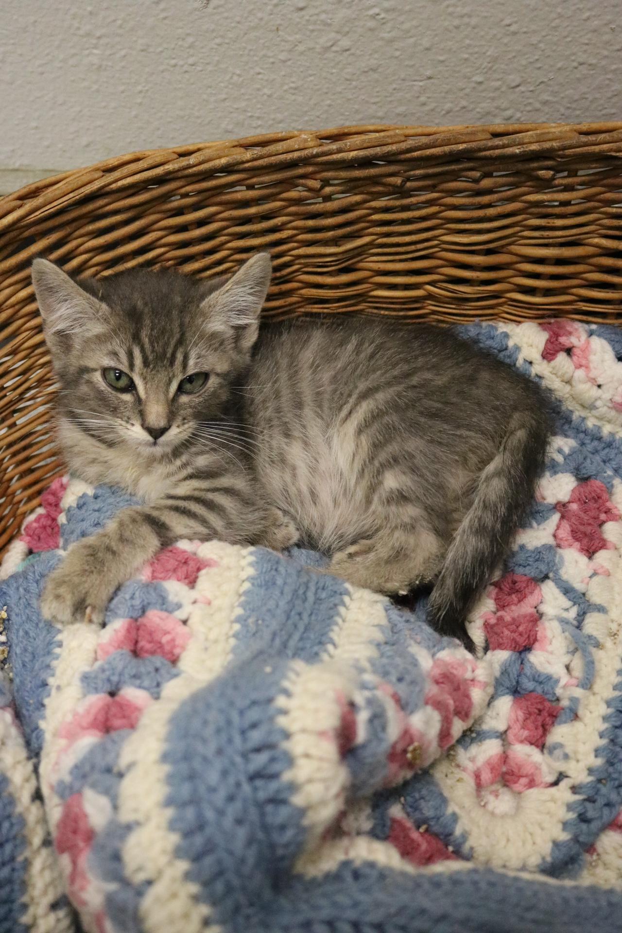 Snickers, an adoptable Domestic Short Hair in La Grande, OR, 97850 | Photo Image 1