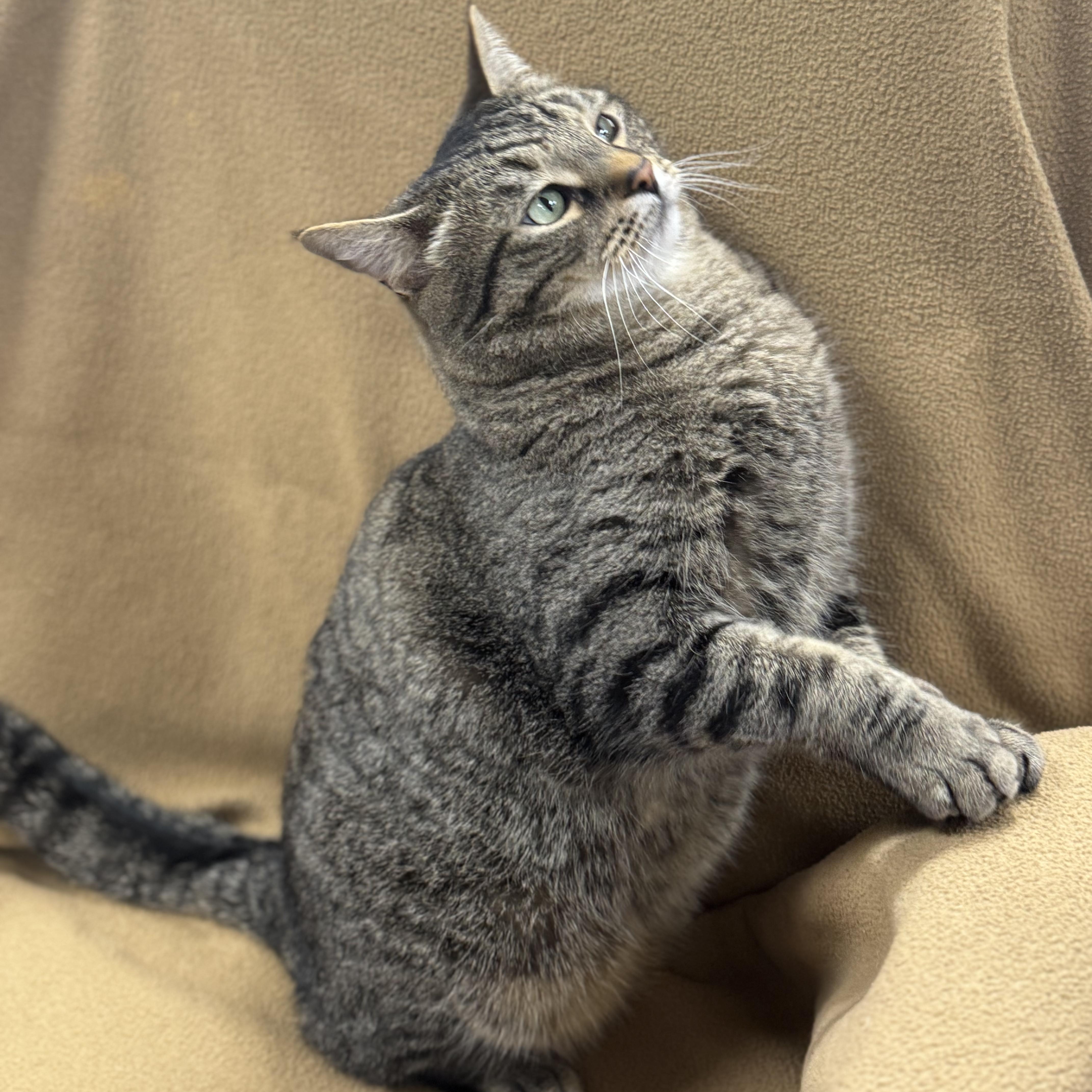 Enlarge LUCKY, a Adoptable mixed breed in Ashland, OH image 6/6