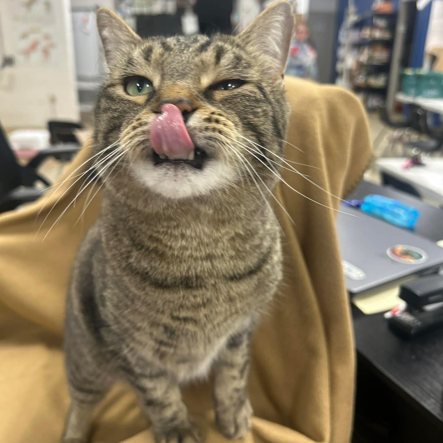 Enlarge LUCKY, a Adoptable mixed breed in Ashland, OH image 2/6