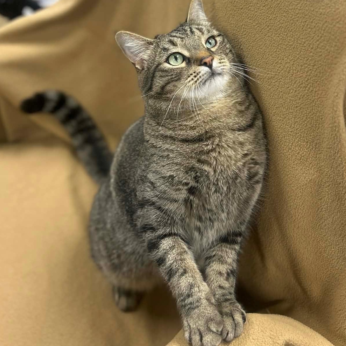 Enlarge LUCKY, a Adoptable mixed breed in Ashland, OH image 3/6