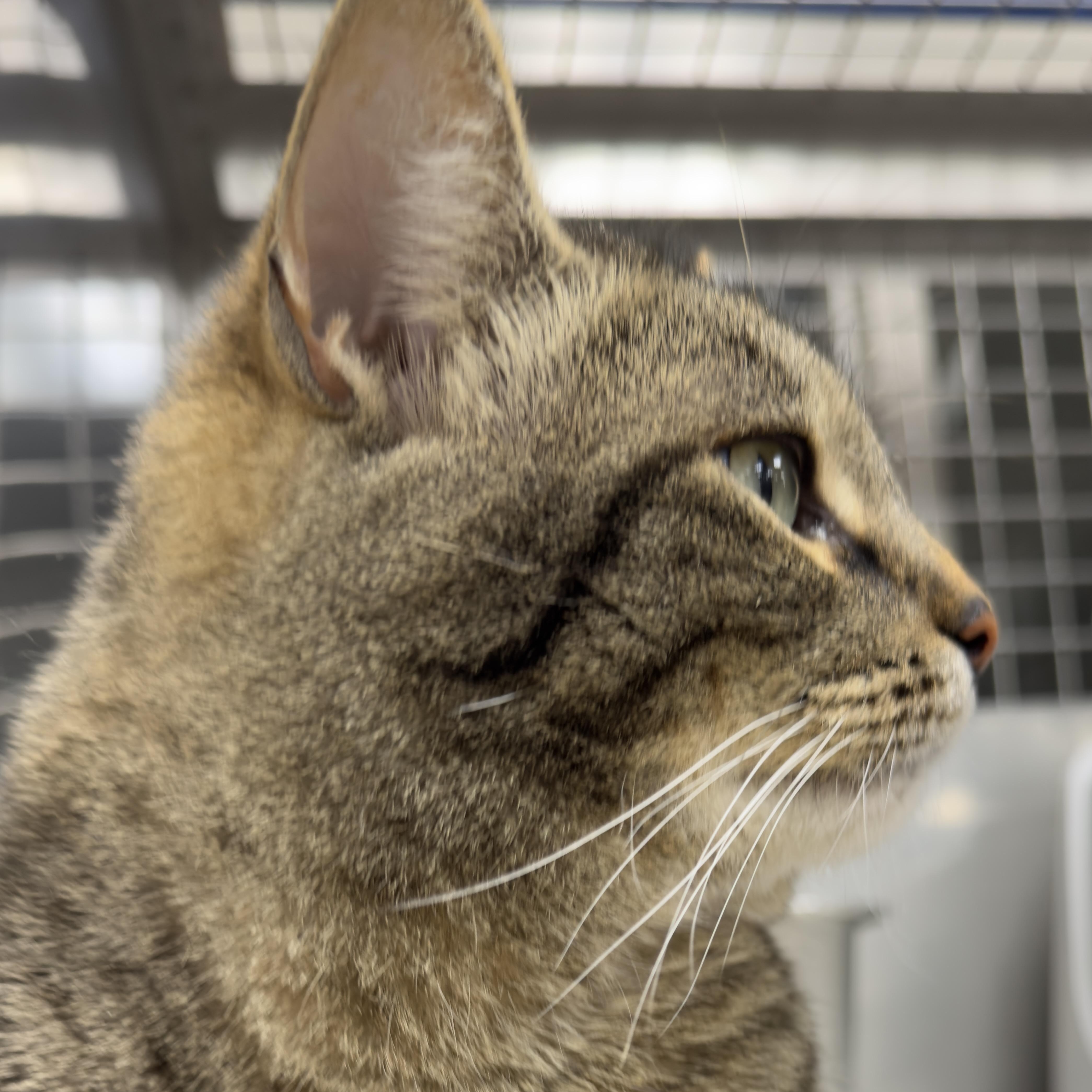 Enlarge LUCKY, a Adoptable mixed breed in Ashland, OH image 4/6