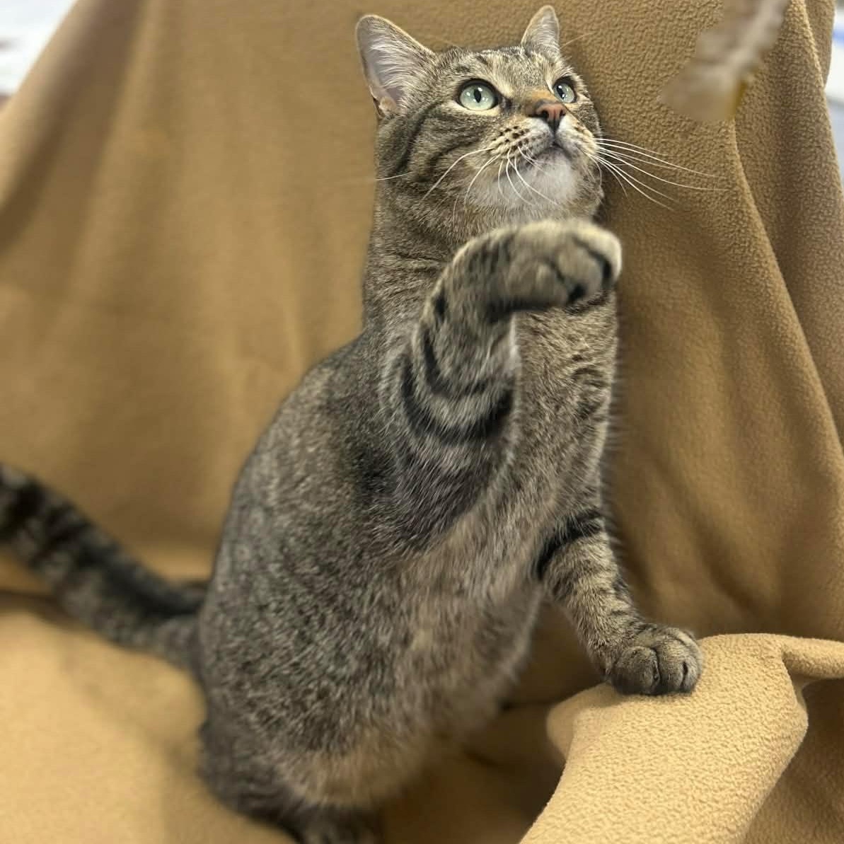 Enlarge LUCKY, a Adoptable mixed breed in Ashland, OH image 5/6