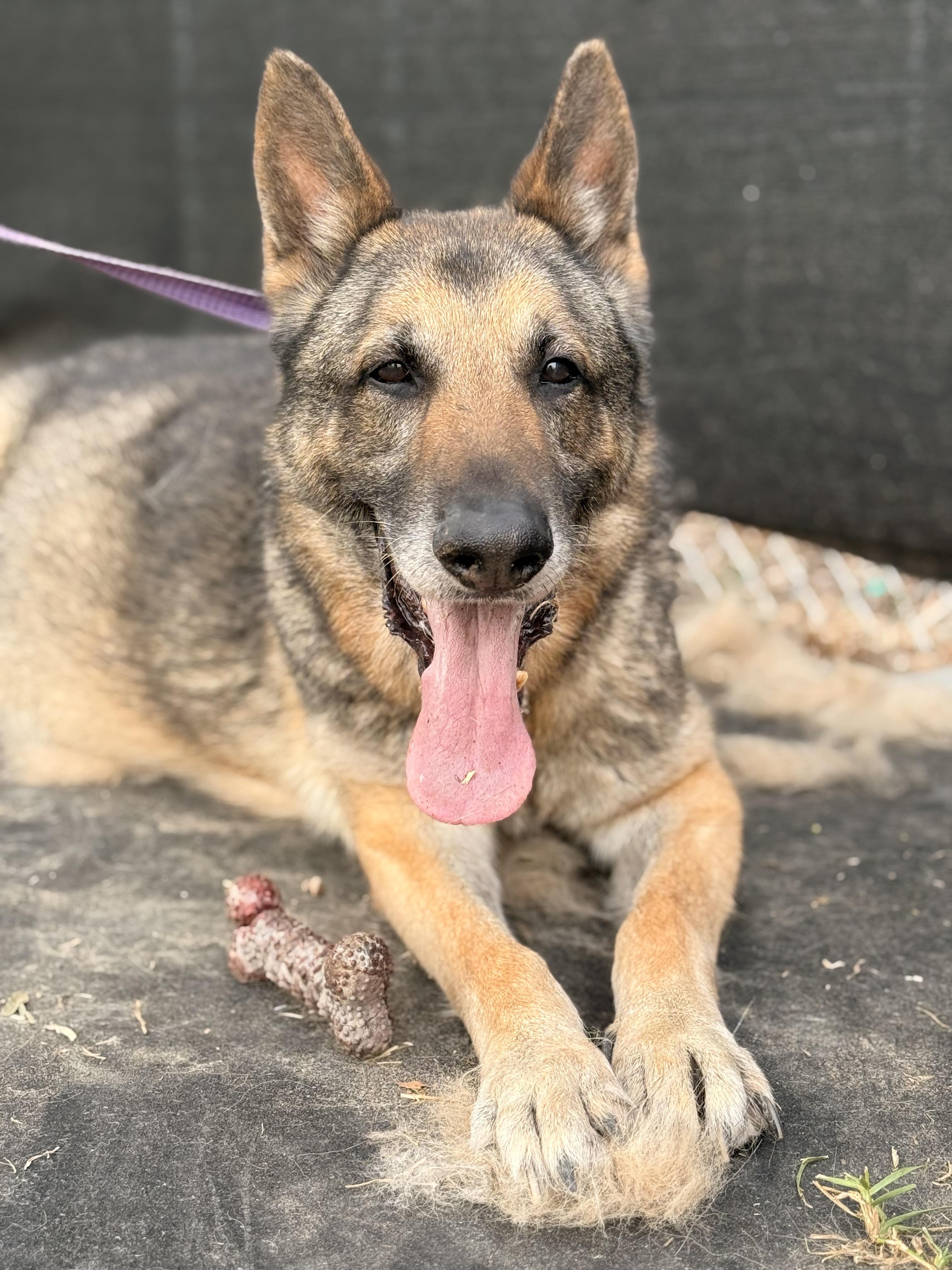 Enlarge Helix, a Adoptable German Shepherd Dog in Springhill, LA image 1/3