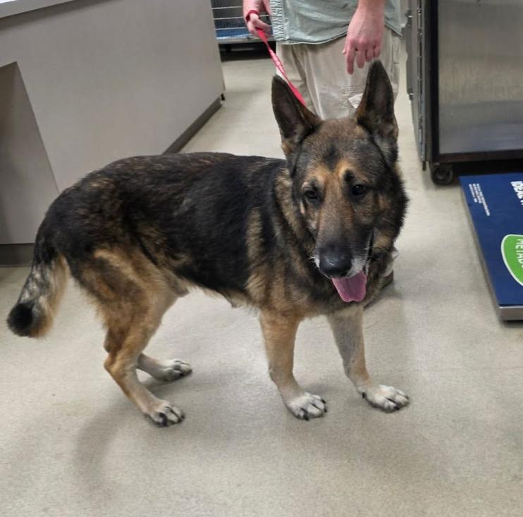 Helix, ADOPTABLE, Adult Male German Shepherd Dog.