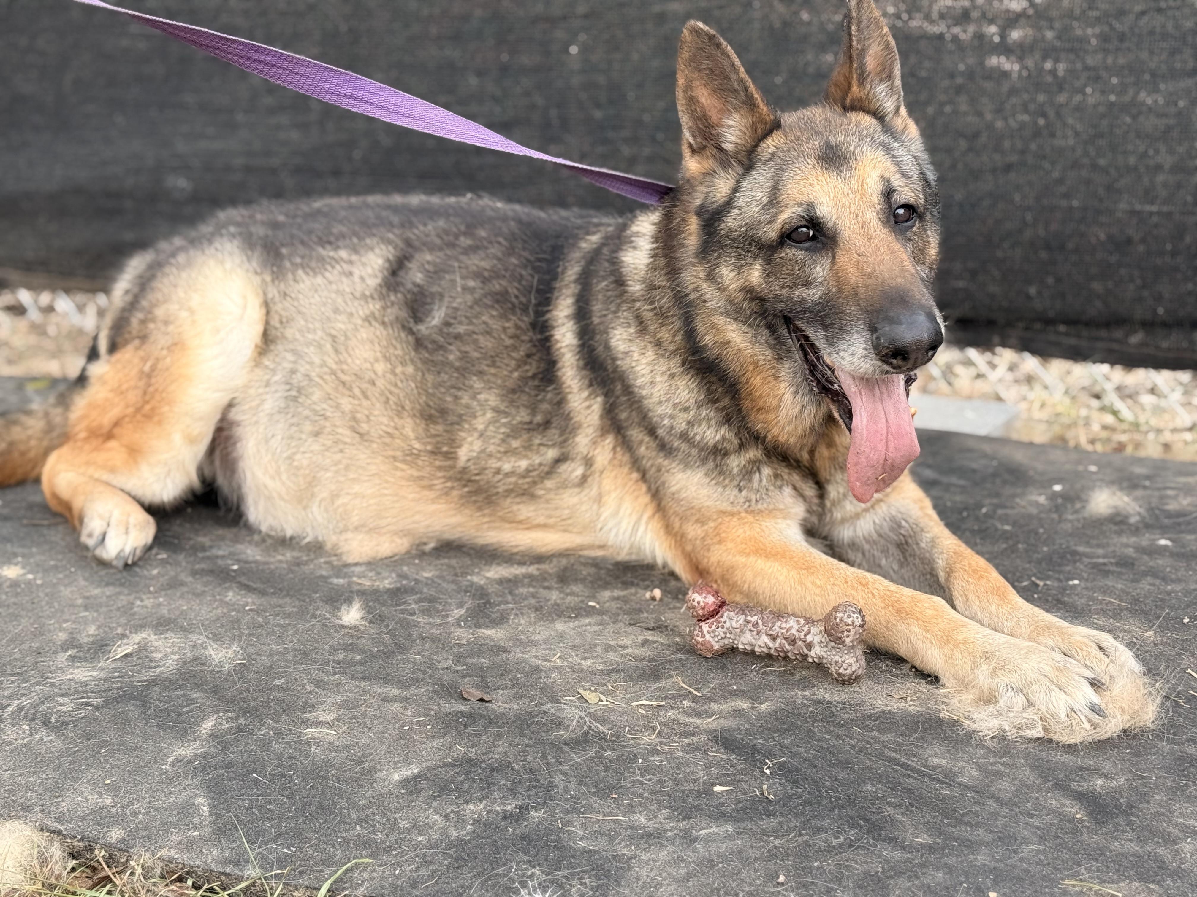 Enlarge Helix, a Adoptable German Shepherd Dog in Springhill, LA image 3/3
