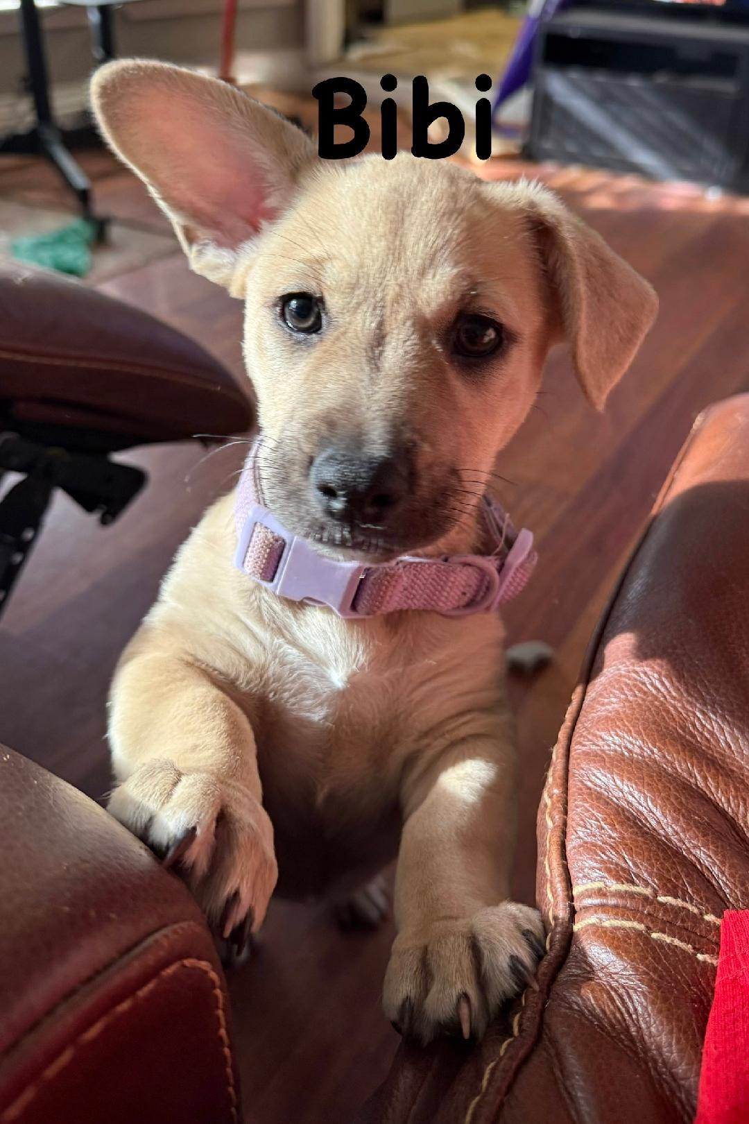Bibi, a ADOPTABLE mixed breed in Carrollton, TX image 4/6