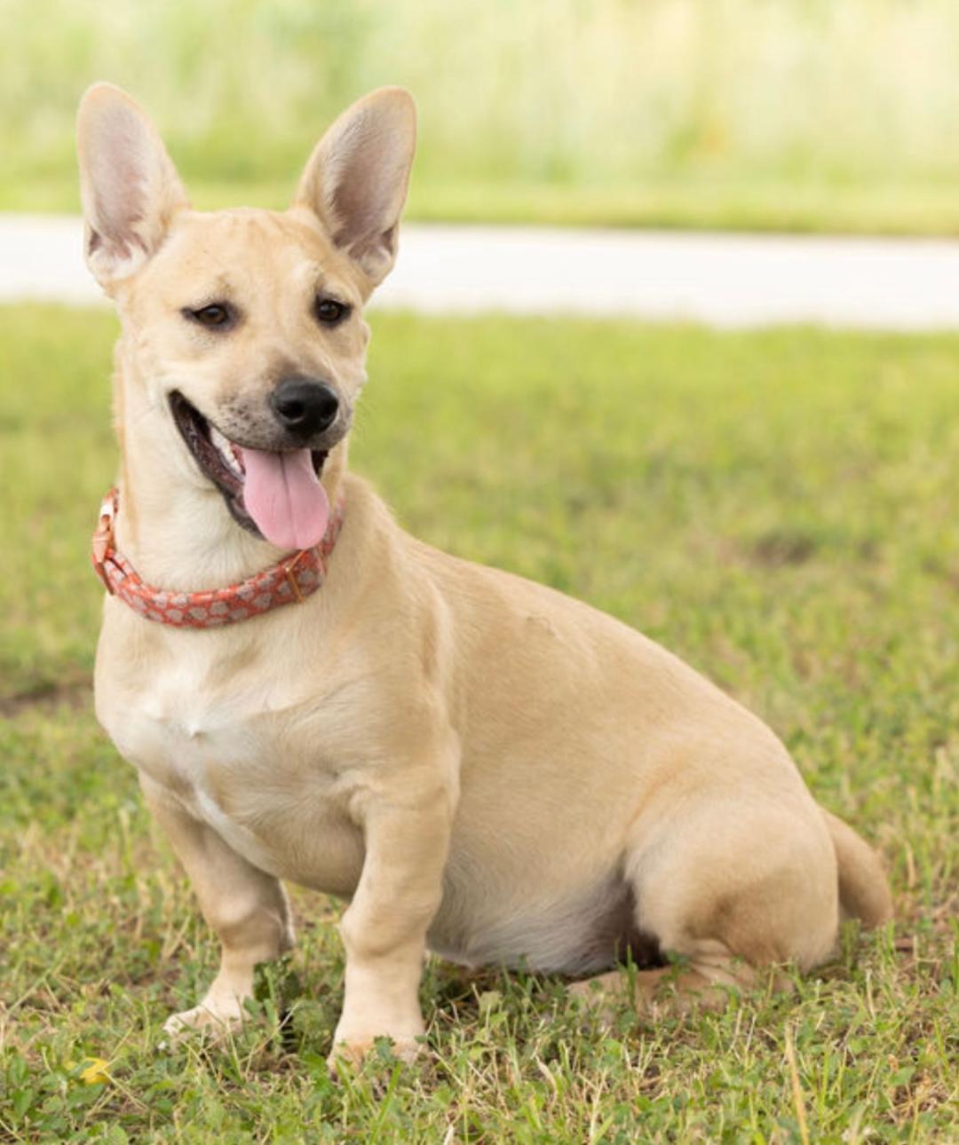Bibi, a ADOPTABLE mixed breed in Carrollton, TX image 2/6