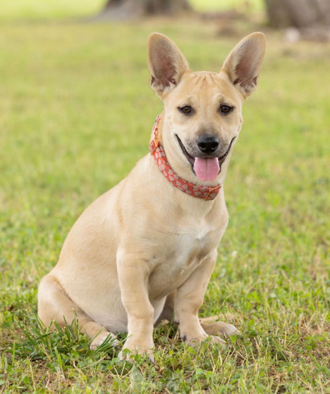 Bibi, a ADOPTABLE mixed breed in Carrollton, TX image 3/6
