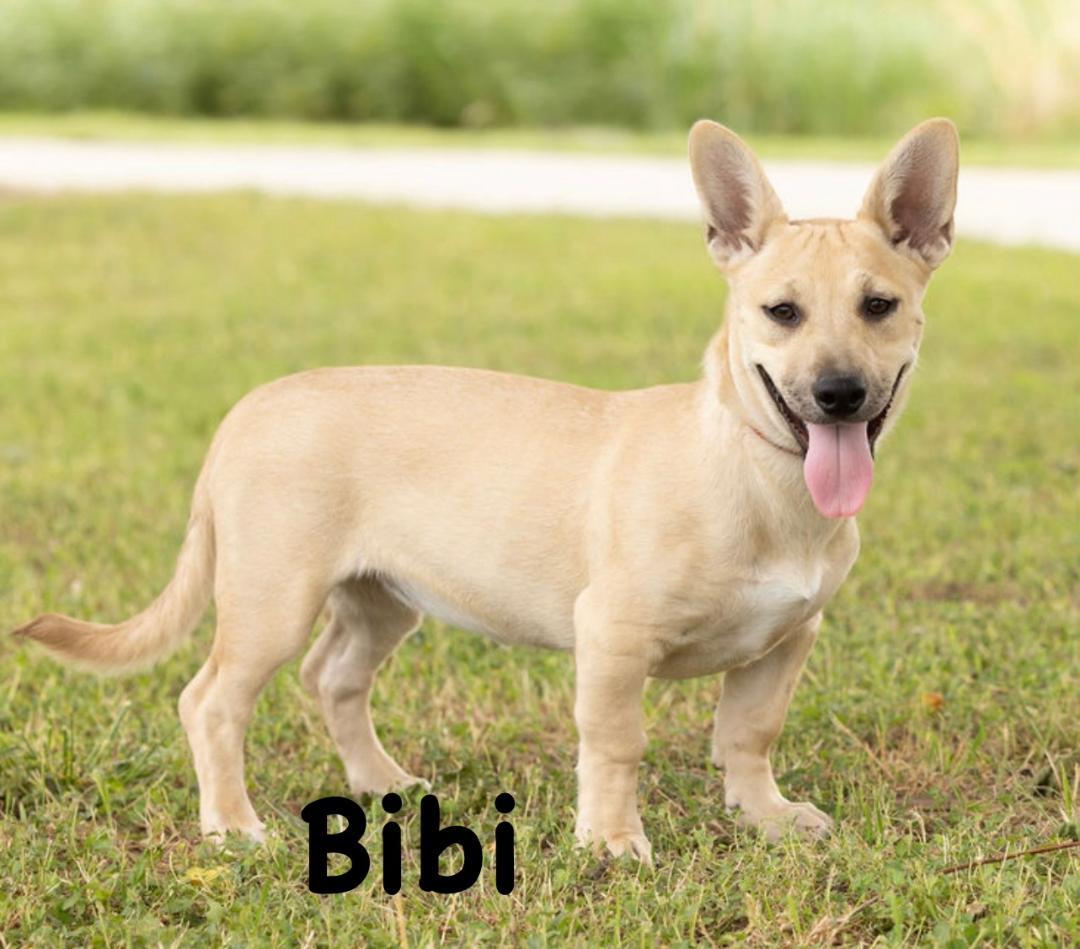 Bibi, ADOPTABLE, Young Female German Shepherd Dog.