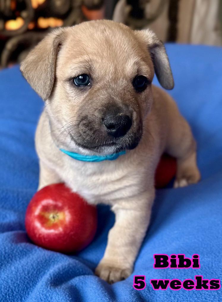 Bibi, a ADOPTABLE mixed breed in Carrollton, TX image 5/6