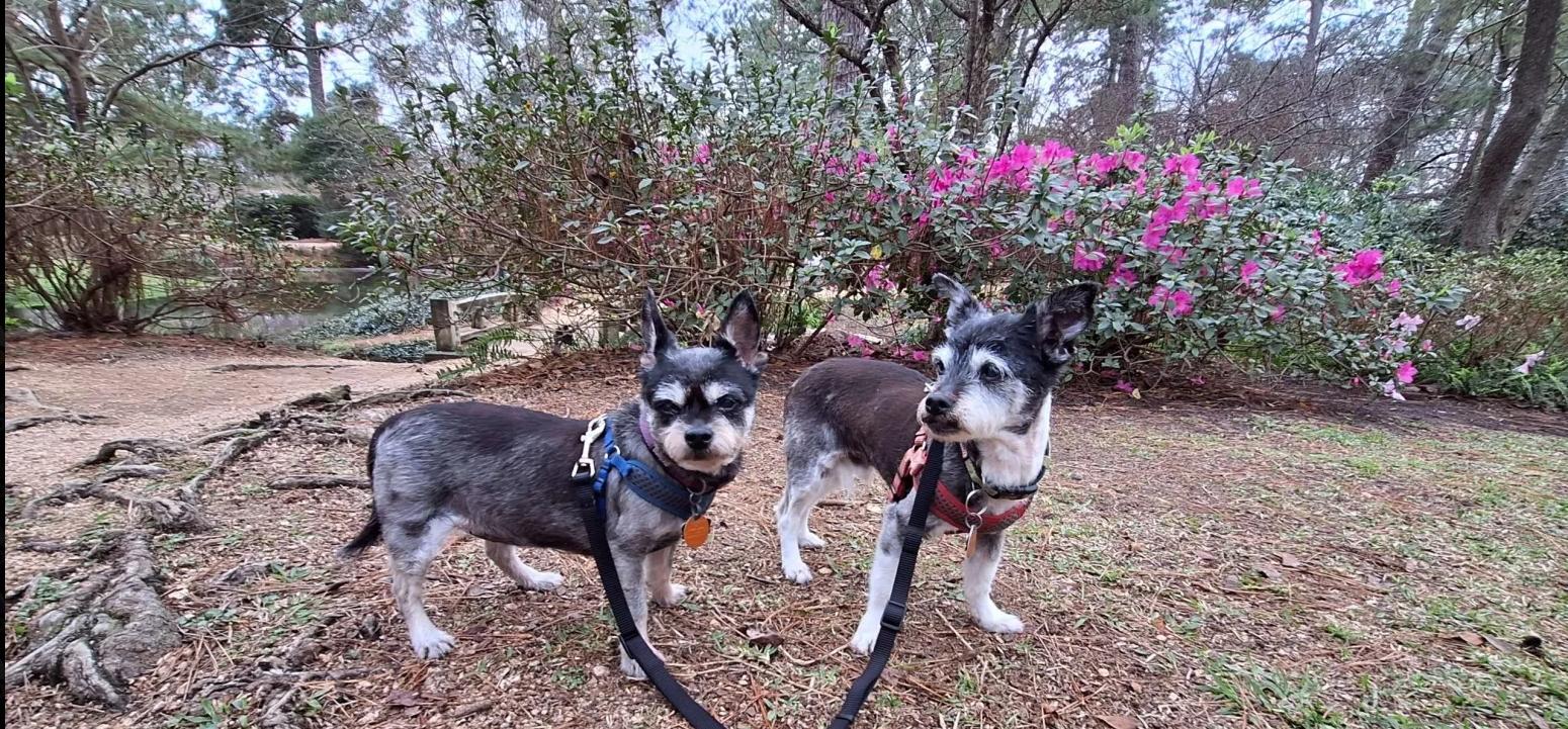 Enlarge Rush, a ADOPTABLE mixed breed in Houston, TX image 2/4