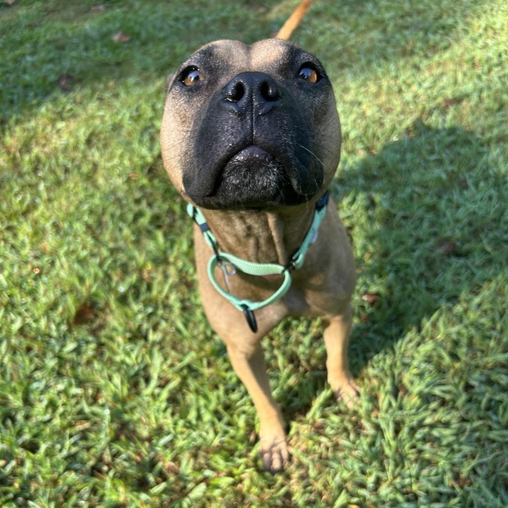 Primrose, Adoptable, Adult Female Mixed Breed.