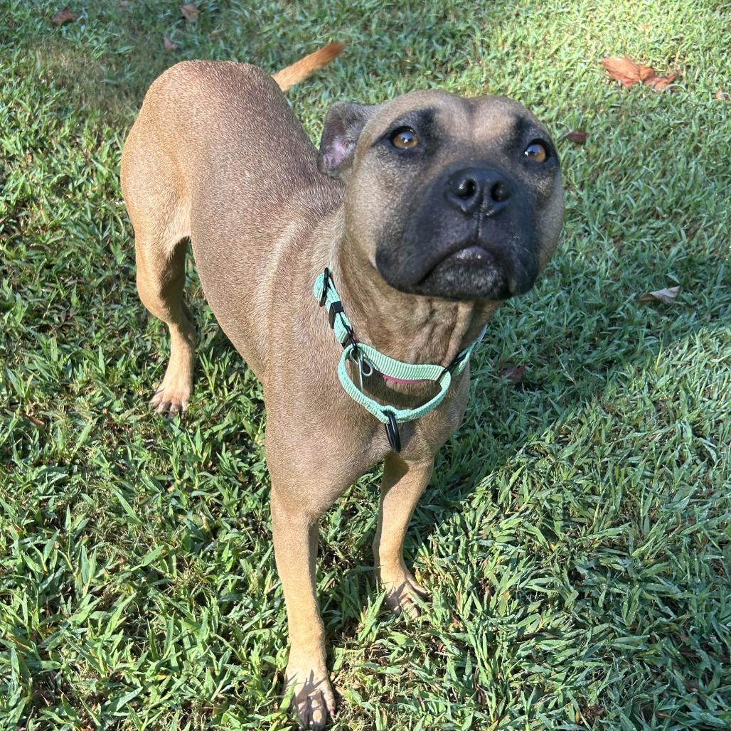 Enlarge Primrose, a Adoptable Mixed Breed in Auburn, AL image 2/6