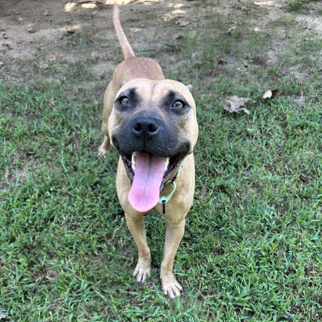 Enlarge Primrose, a Adoptable Mixed Breed in Auburn, AL image 3/6