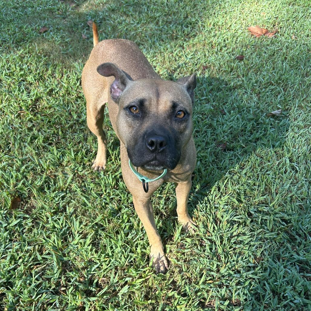 Enlarge Primrose, a Adoptable Mixed Breed in Auburn, AL image 4/6