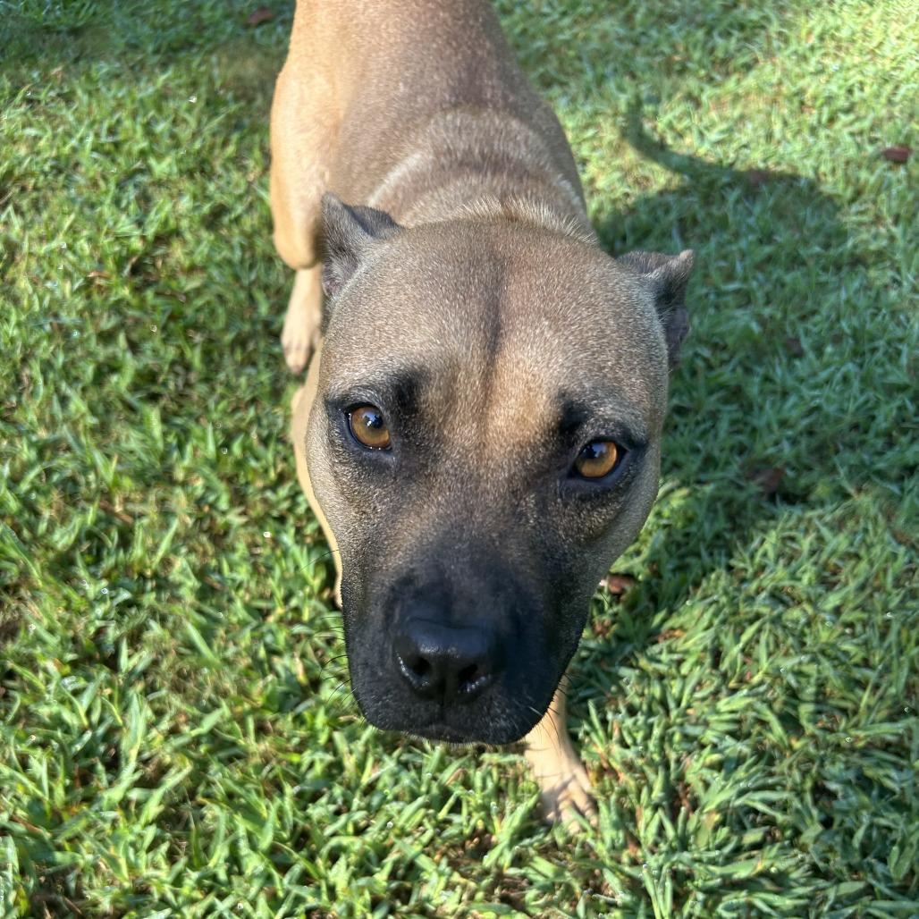Enlarge Primrose, a Adoptable Mixed Breed in Auburn, AL image 5/6