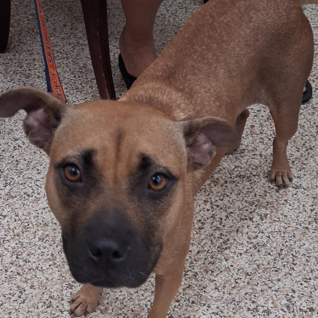 Enlarge Primrose, a Adoptable Mixed Breed in Auburn, AL image 6/6