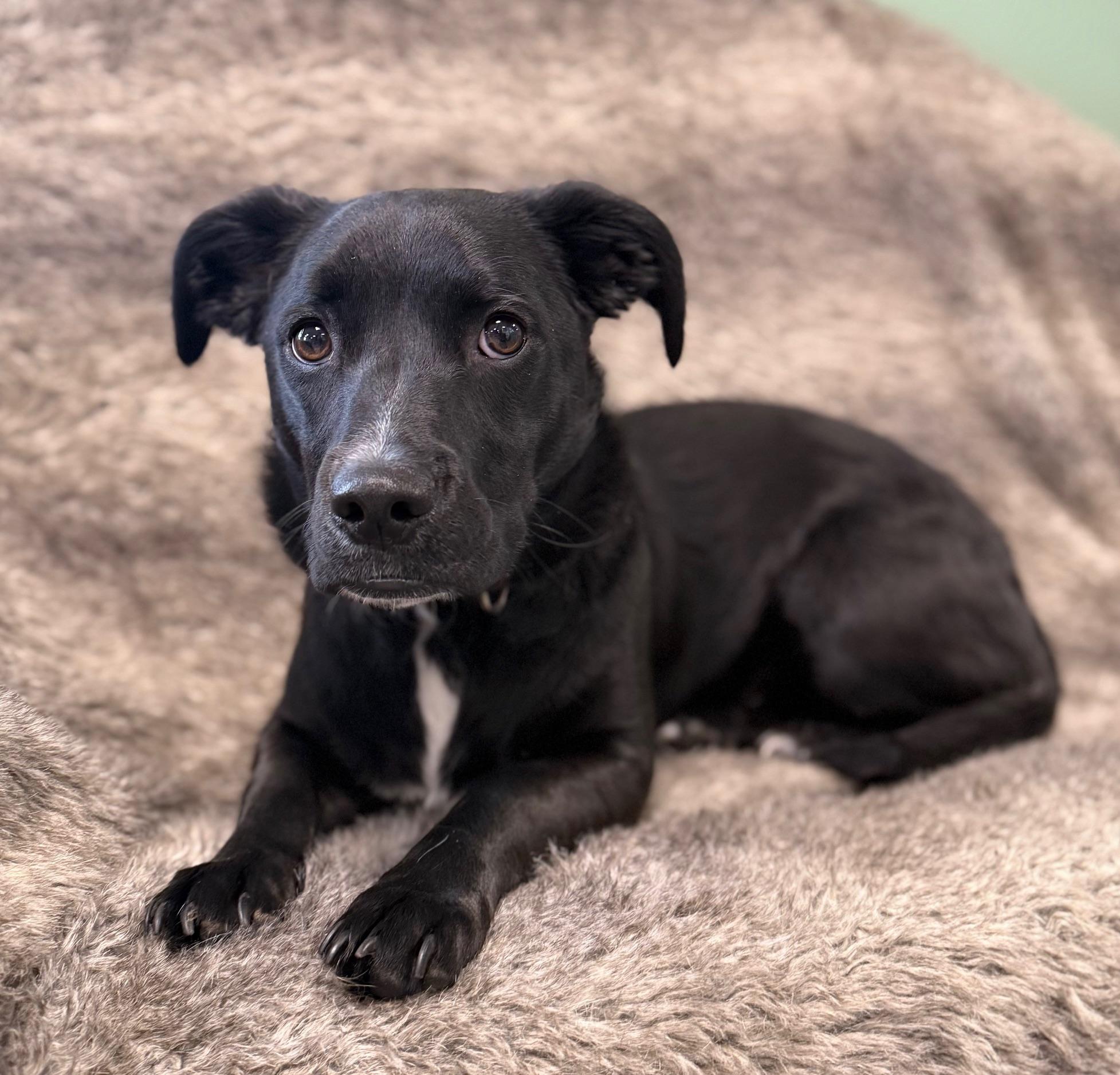 Rosie, an adoptable Boxer, Mixed Breed in Eagle, CO, 81631 | Photo Image 1