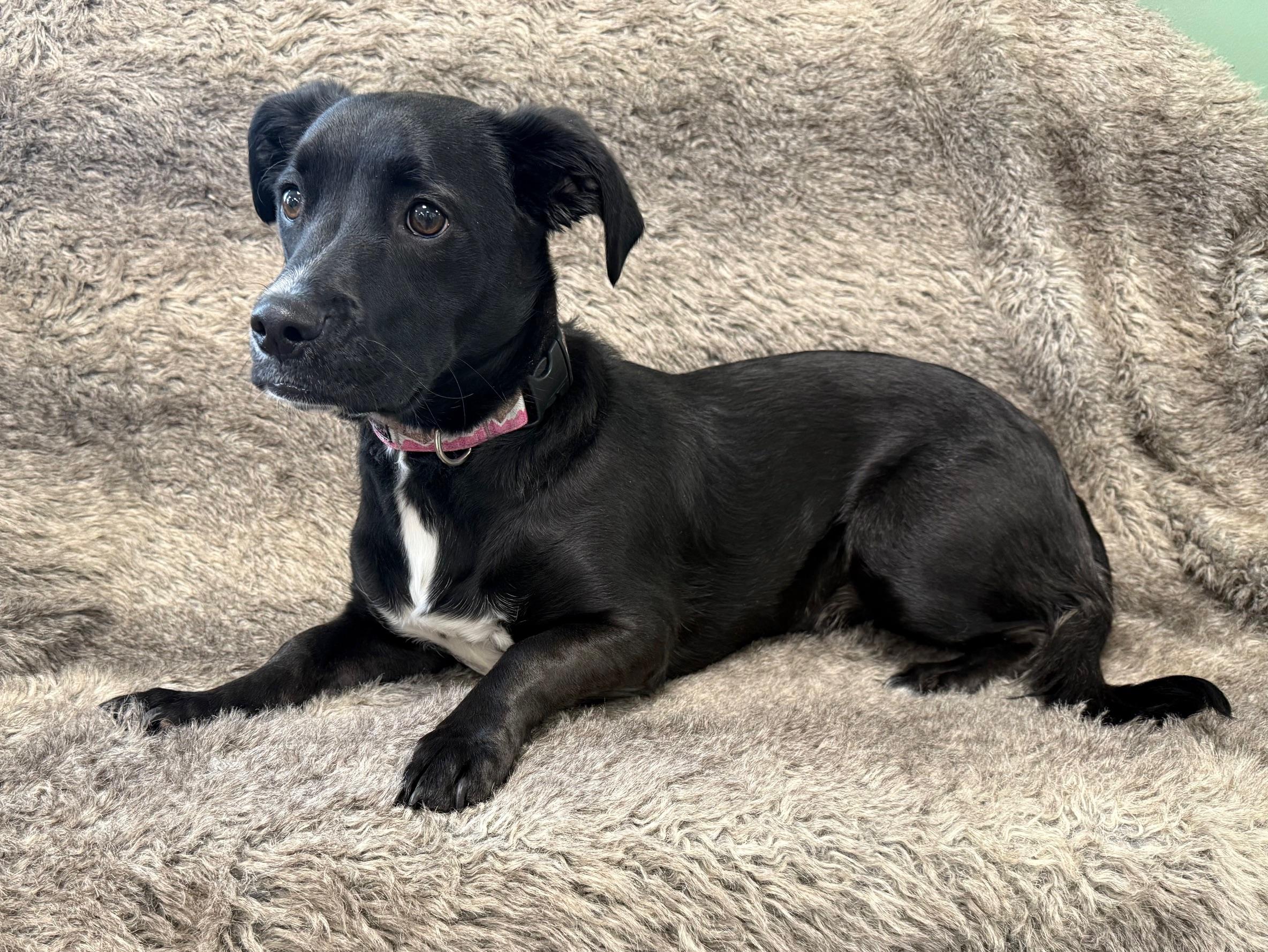 Rosie, an adoptable Boxer, Mixed Breed in Eagle, CO, 81631 | Photo Image 4