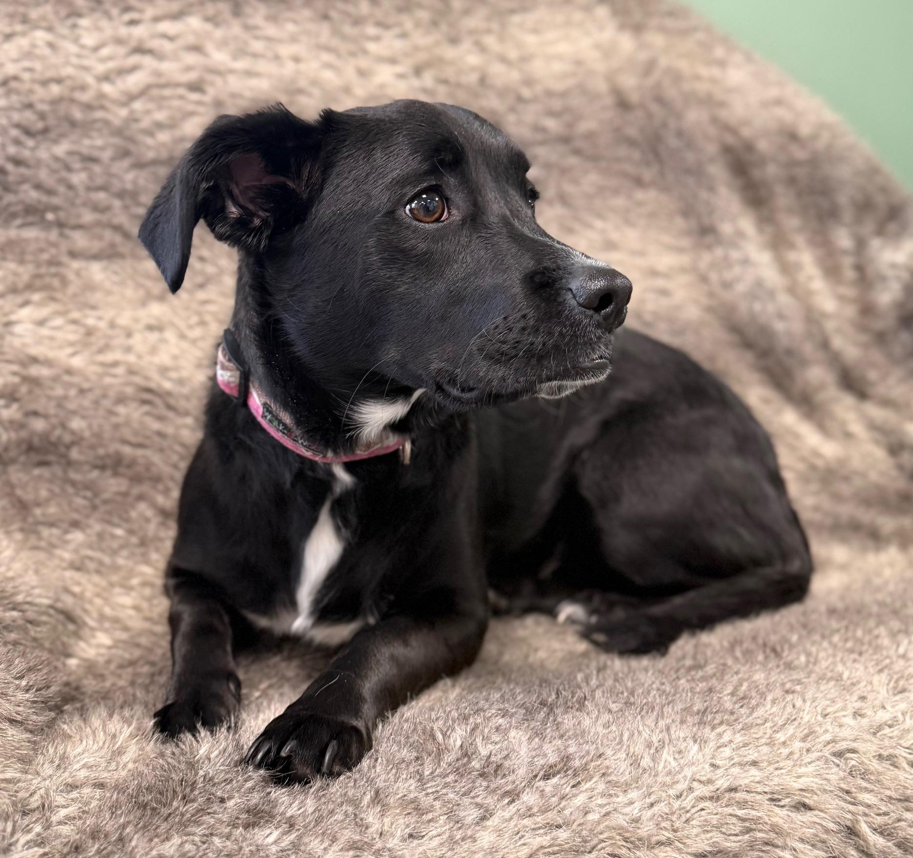 Rosie, an adoptable Boxer, Mixed Breed in Eagle, CO, 81631 | Photo Image 2