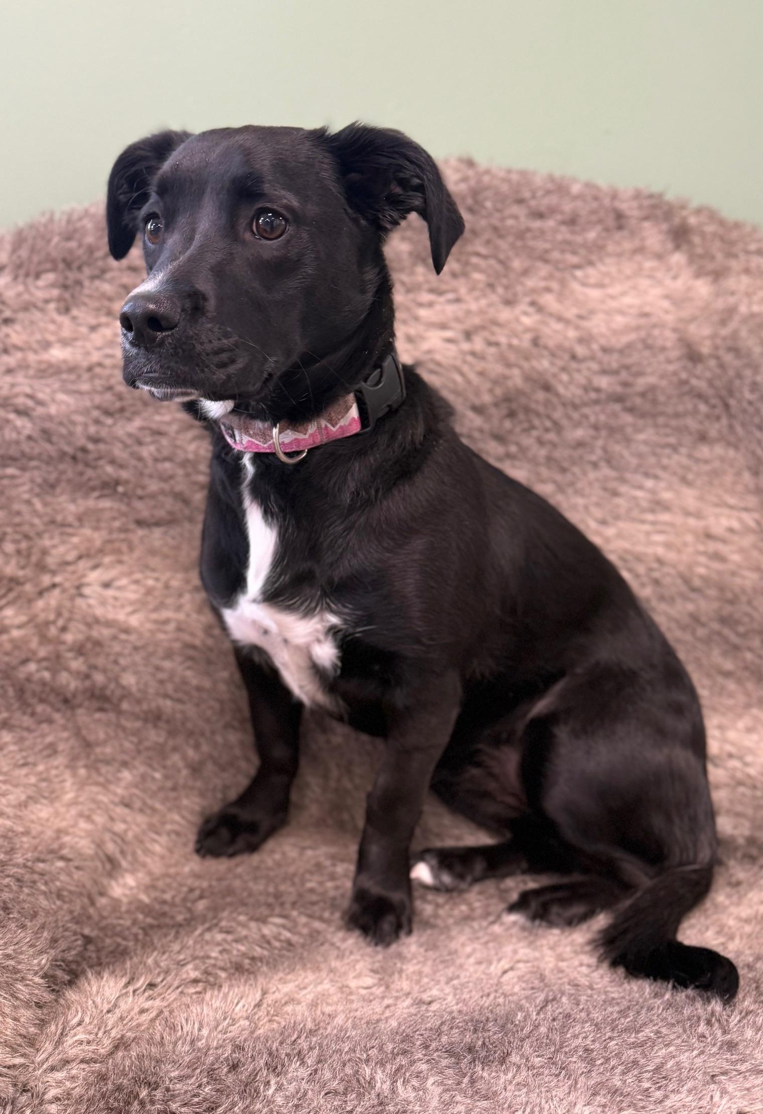Rosie, an adoptable Boxer, Mixed Breed in Eagle, CO, 81631 | Photo Image 3