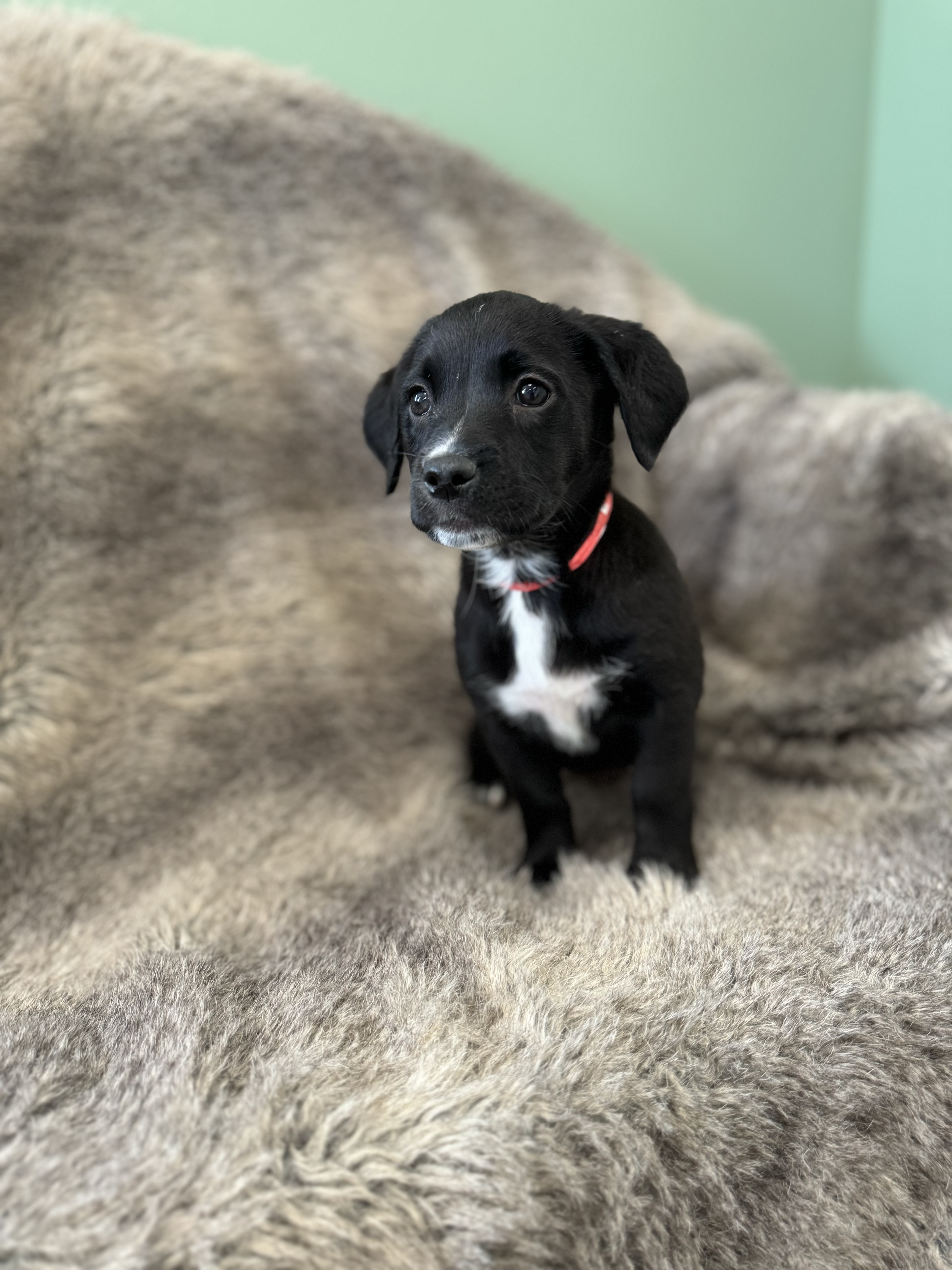 Rosie, an adoptable Boxer, Mixed Breed in Eagle, CO, 81631 | Photo Image 6
