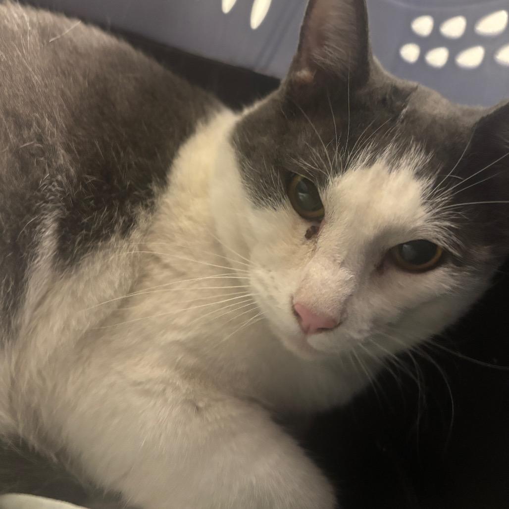 Enlarge Buster, a Adoptable Domestic Short Hair in Tulsa, OK image 1/1