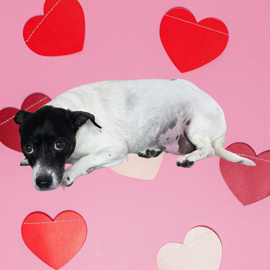 Bandit, Adoptable, Senior Male Beagle & Jack Russell Terrier.