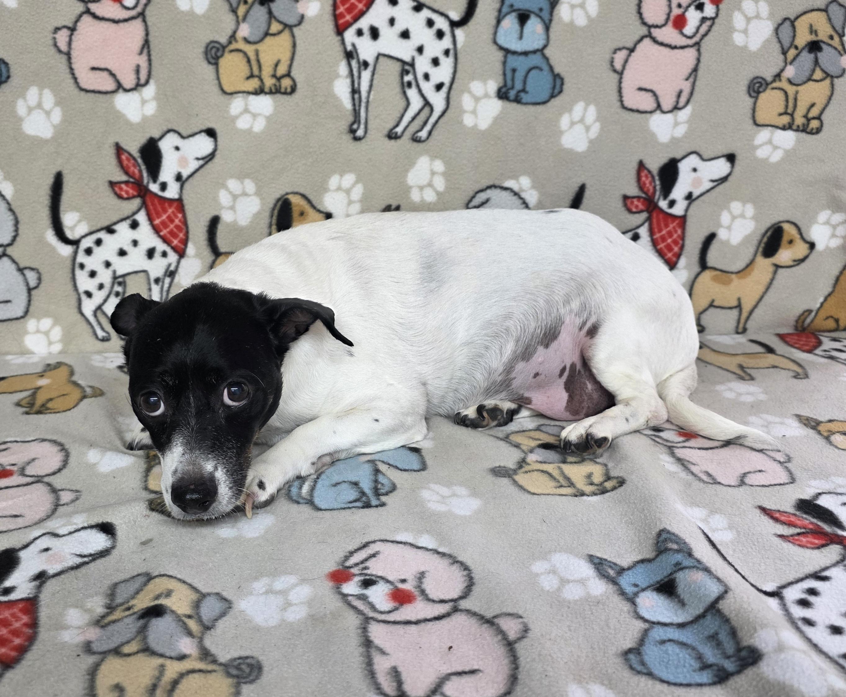 Bandit, a Adoptable mixed breed in Dallas, GA image 3/5