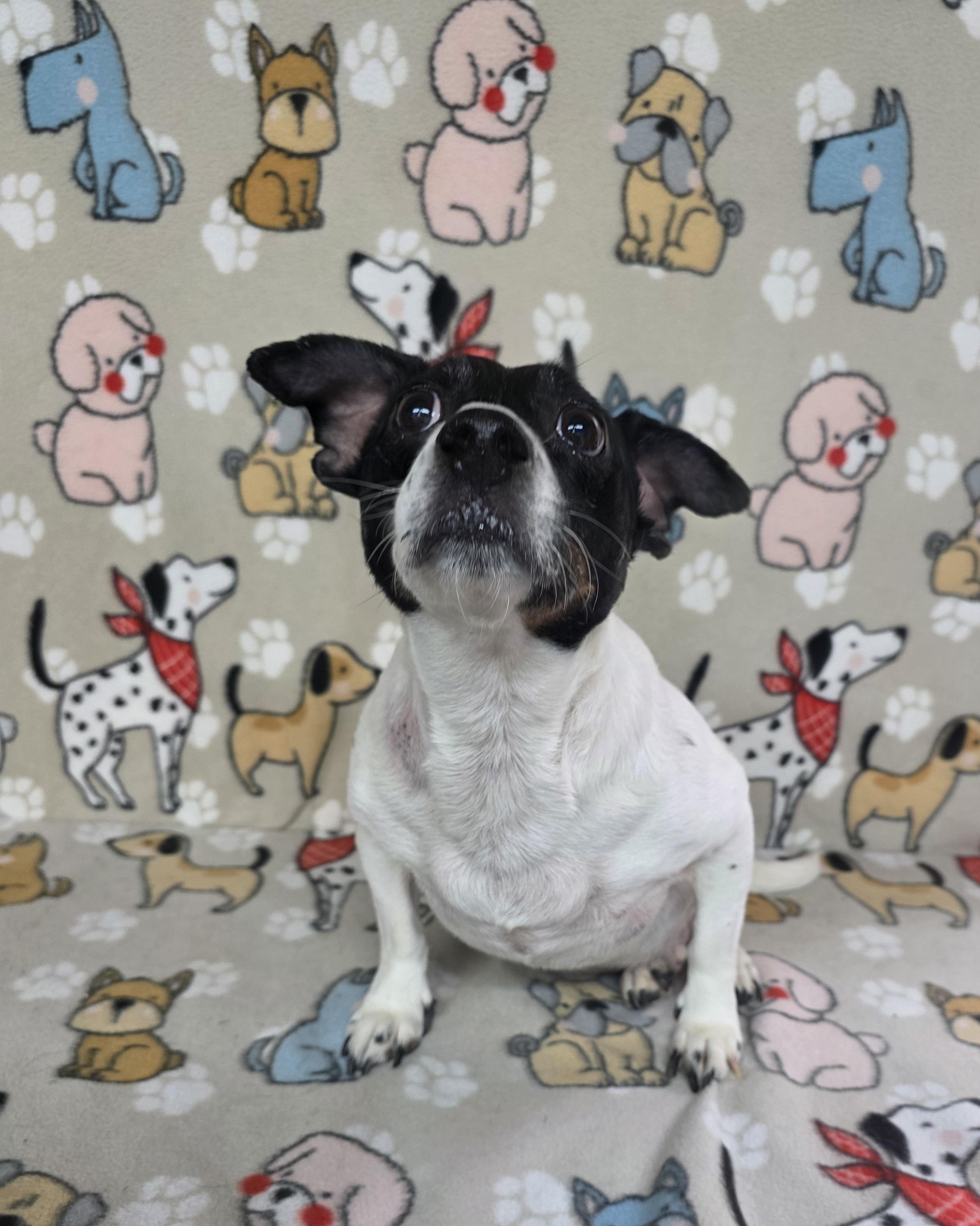 Bandit, a Adoptable mixed breed in Dallas, GA image 5/5